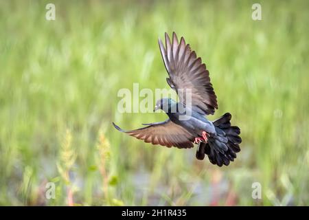 Bild einer Taube, die auf dem Naturhintergrund fliegt. Vogel, Tiere. Stockfoto