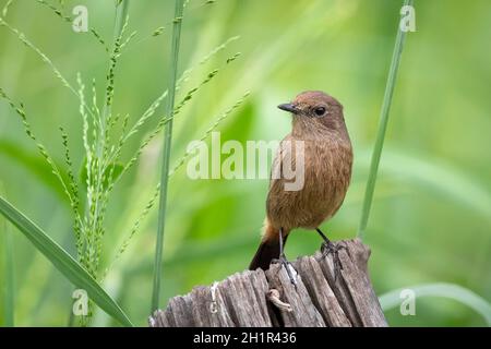 Bild des Asian Brown Flycatcher (Muscicapa dauurica) auf Stumpf auf Naturhintergrund. Vogel. Tiere. Stockfoto