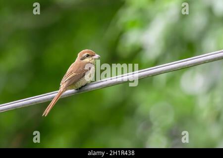 Bild von Braunwürger (Lanius cristatus) auf Naturhintergrund. Vogel. Tiere. Stockfoto