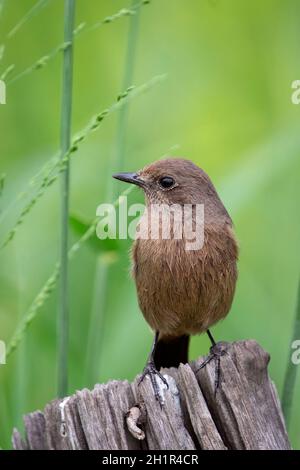 Bild des Asian Brown Flycatcher (Muscicapa dauurica) auf Stumpf auf Naturhintergrund. Vogel. Tiere. Stockfoto