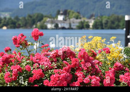 Das Seeschloss Ort am Traunsee in Gmunden mit Blumen und Schwänen, Salzkammergut, Bezirk Gmunden, Oberösterreich, Österreich, Europa - das Seenschloss Stockfoto