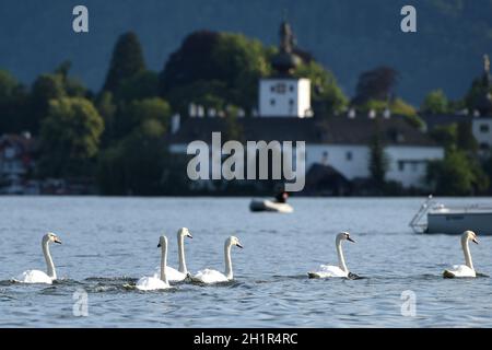 Schwäne auf dem Traunsee mit dem Seeschloss Ort im Hintergrund, Salzkammergut, Bezirk Gmunden, Oberösterreich, Österreich, Europa - Schwäne auf der Traun Stockfoto