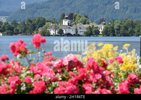 Das Seeschloss Ort am Traunsee in Gmunden mit Blumen und Schwänen, Salzkammergut, Bezirk Gmunden, Oberösterreich, Österreich, Europa - das Seenschloss Stockfoto