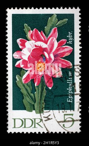 Gedruckt in DDR Stempel zeigt Epiphyllum, blühenden Kaktus Pflanze, ca. 1970 Stockfoto