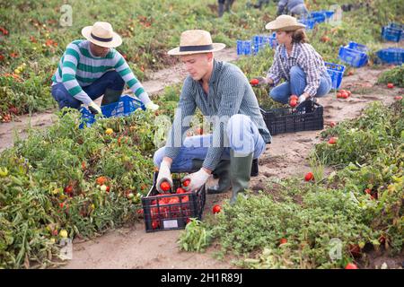 Konzentrierter Landwirt, der reife Tomaten auf dem Feld erntet Stockfoto