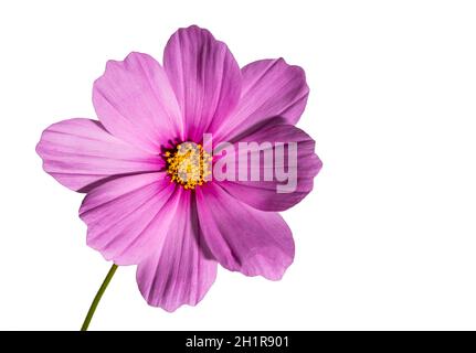 Rosafarbene Kosmosblume (Cosmos bipinnatus) isoliert auf weißem Hintergrund Stockfoto