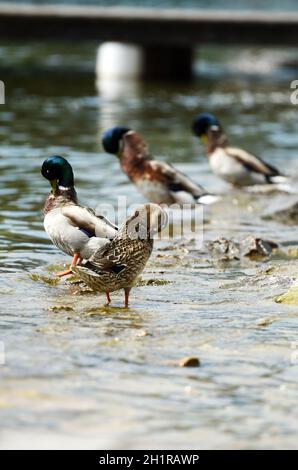 Enten an einem See im Salzkammergut, Oberösterreich, Österreich, Europa - Enten an einem See im Salzkammergut, Oberösterreich, Österreich, Europa Stockfoto