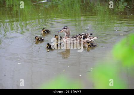 Enten an einem See im Salzkammergut, Oberösterreich, Österreich, Europa - Enten an einem See im Salzkammergut, Oberösterreich, Österreich, Europa Stockfoto