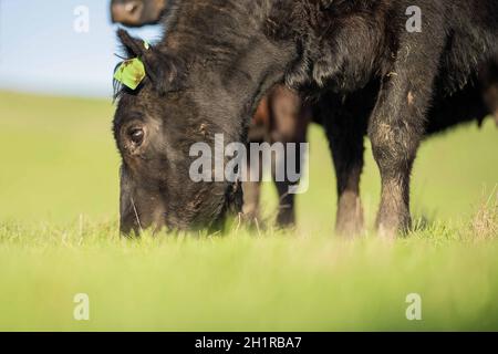 Gestüt Angus, Wagyu, Murray Grey, Milchkühe und Rinderkuh und Bulls grasen auf Gras und Pasutuure. Die Tiere sind organisch und frei, werden auf einem angebaut Stockfoto