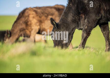 Gestüt Angus, Wagyu, Murray Grey, Milchkühe und Rinderkuh und Bulls grasen auf Gras und Pasutuure. Die Tiere sind organisch und frei, werden auf einem angebaut Stockfoto