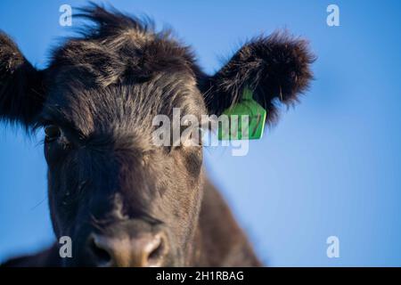 Gestüt Angus, Wagyu, Murray Grey, Milchkühe und Rinderkuh und Bulls grasen auf Gras und Pasutuure. Die Tiere sind organisch und frei, werden auf einem angebaut Stockfoto