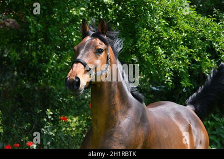 Ein schönes Bay Warmblut galoppiert fröhlich auf einer grünen Wiese. Einige rote Mohnblumen in der linken Ecke. Stockfoto