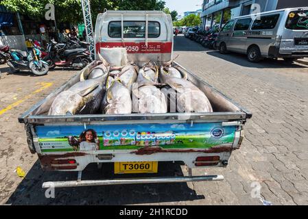 Male, Malediven - 21. November 2017: Marktgebiet für frischen Fisch in Male, Malediven. Großer frischer Thunfisch im LKW. Stockfoto