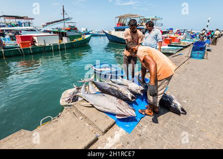 Male, Malediven - 21. November 2017: Marktgebiet für frischen Fisch in Male, Malediven. Männer entladen großen Thunfisch. Stockfoto