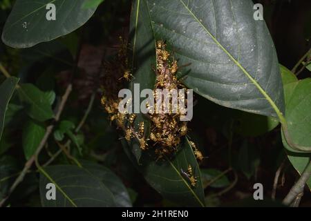 Eastern Yellowjacket Papierwespen hive in grünen Blatt Pflanzenbaum, Gruppe von europäischen Hornisse oder gemeinsame Vespa im Wald, Gelbe und schwarze Streifen auf Insekten Stockfoto