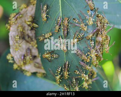 Eastern Yellowjacket Papierwespen hive in grünen Blatt Pflanzenbaum, Gruppe von europäischen Hornisse oder gemeinsame Vespa im Wald, Gelbe und schwarze Streifen auf Insekten Stockfoto