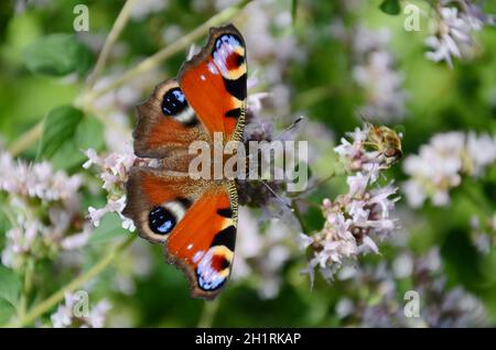 Tagpfauenauge auf einer Blume im Salzkammergut, Österreich, Europa - Pfauenschmetterling auf einer Blume im Salzkammergut, Österreich, Europa Stockfoto