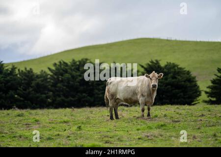 Gestüt Angus, Wagyu, Murray Grey, Milchkühe und Rinderkuh und Bulls grasen auf Gras und Pasutuure. Die Tiere sind organisch und frei, werden auf einem angebaut Stockfoto