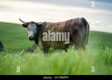 Gestüt Angus, Wagyu, Murray Grey, Milchkühe und Rinderkuh und Bulls grasen auf Gras und Pasutuure. Die Tiere sind organisch und frei, werden auf einem angebaut Stockfoto