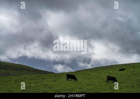 Gestüt Angus, Wagyu, Murray Grey, Milchkühe und Rinderkuh und Bulls grasen auf Gras und Pasutuure. Die Tiere sind organisch und frei, werden auf einem angebaut Stockfoto