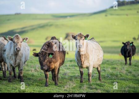 Gestüt Angus, Wagyu, Murray Grey, Milchkühe und Rinderkuh und Bulls grasen auf Gras und Pasutuure. Die Tiere sind organisch und frei, werden auf einem angebaut Stockfoto