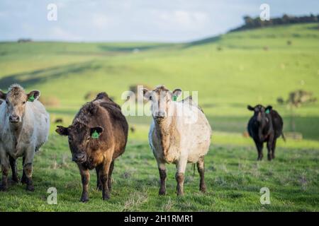 Gestüt Angus, Wagyu, Murray Grey, Milchkühe und Rinderkuh und Bulls grasen auf Gras und Pasutuure. Die Tiere sind organisch und frei, werden auf einem angebaut Stockfoto