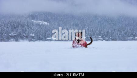 Liebenswert weibliche Boxer Hund spielt in einem schneebedeckten gefrorenen See während der Winterzeit. Alta Lake, Whistler, British Columbia, Kanada. Stockfoto