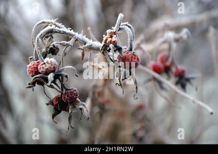 Detailaufnahme von Hagebutten mit Raufeif im Salzkammergut, Österreich, Europa - Nahaufnahme von Hagebutten mit Reif im Salzkammergut, Österreich, Stockfoto