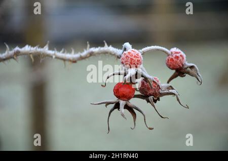 Detailaufnahme von Hagebutten mit Raufeif im Salzkammergut, Österreich, Europa - Nahaufnahme von Hagebutten mit Reif im Salzkammergut, Österreich, Stockfoto