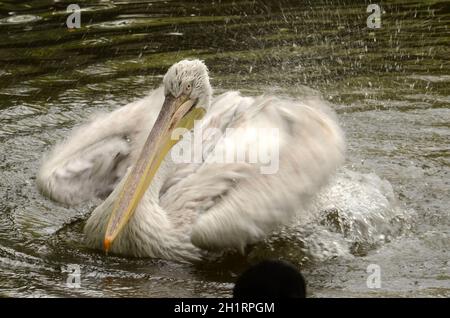 Der Tiergarten Schönbrunn, in Wien, Österreich, Europa - der Tiergarten Schönbrunn, in Wien, Österreich, Europa Stockfoto