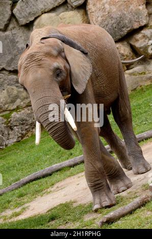 Der Tiergarten Schönbrunn, in Wien, Österreich, Europa - der Tiergarten Schönbrunn, in Wien, Österreich, Europa Stockfoto