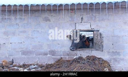 Kuh, die aus dem Fenster des Schuppen auf der roten Backsteinmauer schaut. Nutztierkonzept. Viehzucht. Kuh, die auf dem Bauernhof lebt. Kuhkopf guckend aus offenem Fenster auf Stockfoto