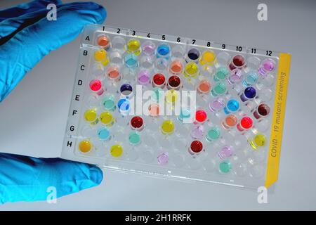 Covid-19 Musterplatte Mutant Screening bunt - Wissenschaftler mit blau Laborhandschuhe mit einem 96-Well-Mikrotiter aus Kunststoff mit hohem Durchsatz Platte Korona tes Stockfoto