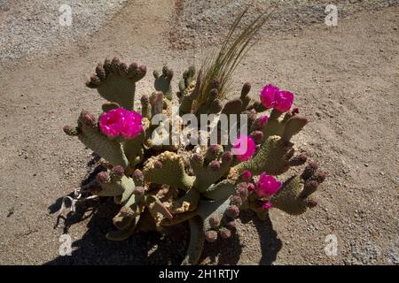 Blütenkaktus mit Beavertail (Opuntia basilaris var. whittneyana), nur in Alabama Hills, in der Nähe von Lone Pine, Inyo County, Kalifornien, USA, gefunden Stockfoto