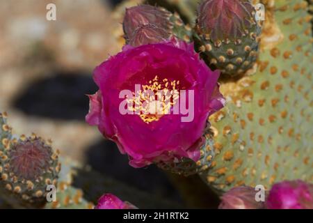 Blütenkaktus mit Beavertail (Opuntia basilaris var. whittneyana), nur in Alabama Hills, in der Nähe von Lone Pine, Inyo County, Kalifornien, USA, gefunden Stockfoto