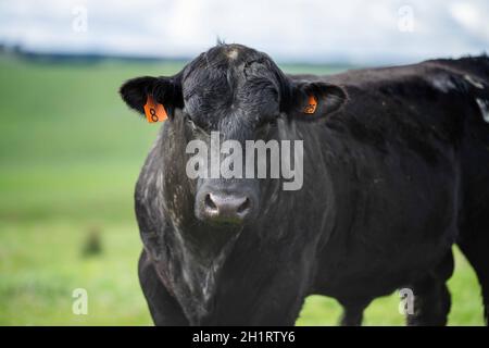 In Australien grasen Kühe und Bullen auf dem Gestüt, zu den Rassen gehören gesprenkelte Park, murray Grey, angus und brangus. Stockfoto