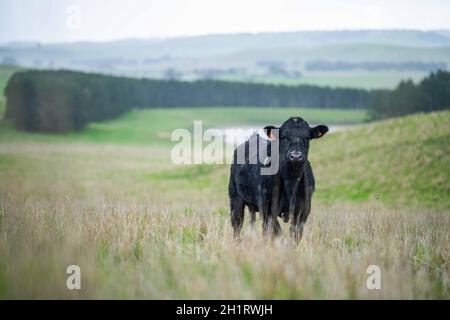 In Australien grasen Kühe und Bullen auf dem Gestüt, zu den Rassen gehören gesprenkelte Park, murray Grey, angus und brangus. Stockfoto