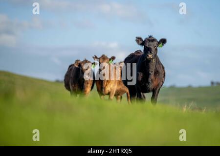 Gestüt Angus, Wagyu, Murray Grey, Milchkühe und Rinderkuh und Bulls grasen auf Gras und Pasutuure. Die Tiere sind organisch und frei, werden auf einem angebaut Stockfoto