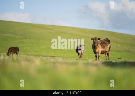 Gestüt Angus, Wagyu, Murray Grey, Milchkühe und Rinderkuh und Bulls grasen auf Gras und Pasutuure. Die Tiere sind organisch und frei, werden auf einem angebaut Stockfoto