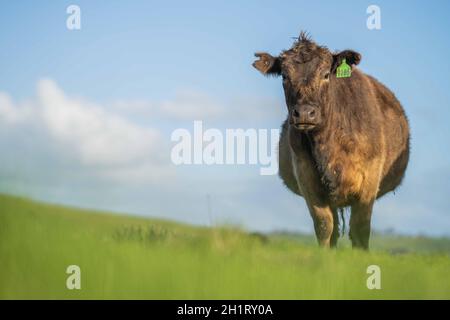 Gestüt Angus, Wagyu, Murray Grey, Milchkühe und Rinderkuh und Bulls grasen auf Gras und Pasutuure. Die Tiere sind organisch und frei, werden auf einem angebaut Stockfoto