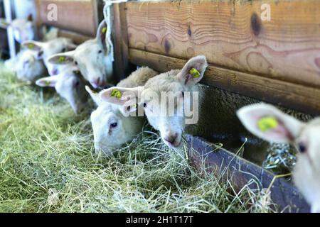 Schafe in einem Stall eines Bauernhauses beim Fressen, Oberösterreich, Österreich, Europa - Schafe in einer Scheune eines Bauernhauses beim Essen, Upper-B Stockfoto