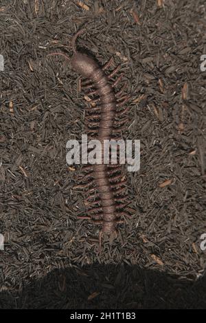 Nahaufnahme des Tausendfüßler auf dem Boden Stockfoto