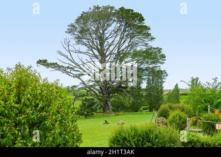 Idyllische Landschaft am Shire, vertreten durch eine Region in der Nähe Matama auf der Nordinsel Neuseelands Stockfoto