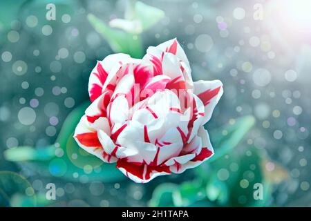 Weiße und rote Tulpe auf Blumenbeet in sonnigen Strahlen. Frühlingsgarten. Landschaftsdesign. Wunderschöne Tulpen im Frühling mit Sonnenstrahlen und Bokeh. Frisches Sprotte Stockfoto