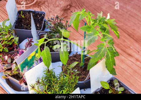 Neue junge Setzlinge bereit für die Pflanzung im Garten, Blumen und Pflanzen, Aussaat neues Leben im Frühjahr Landwirt Konzept mit Kopieplatz aus der Nähe Stockfoto