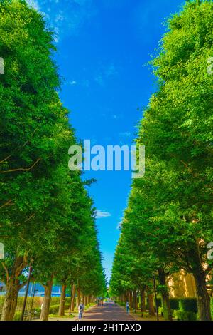 Ginkgo von Bäumen gesäumte Straßen von frischem Grün (Akishima). Drehort: Tokyo Akishima Stockfoto
