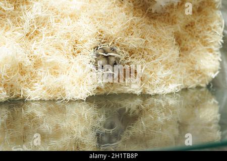 Dungarian Hamster Bild. Drehort: Yokohama-Stadt kanagawa Präfektur Stockfoto