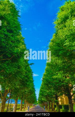 Ginkgo von Bäumen gesäumte Straßen von frischem Grün (Akishima). Drehort: Tokyo Akishima Stockfoto