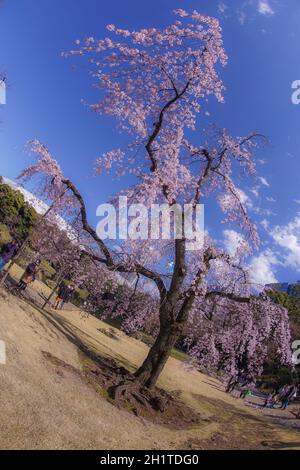 Koishikawa Korakuen weinende Kirschbaum von. Aufnahmeort: Metropolregion Tokio Stockfoto