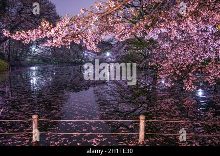 Kirschblüten des Inokashira Parks. Aufnahmeort: Metropolregion Tokio Stockfoto